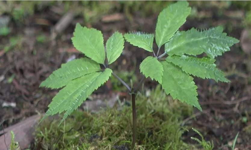 Sâm Lai Châu được coi là một đặc sản quý, có giá trị dinh dưỡng và dược liệu cao. Ảnh: Tạp chí công thương