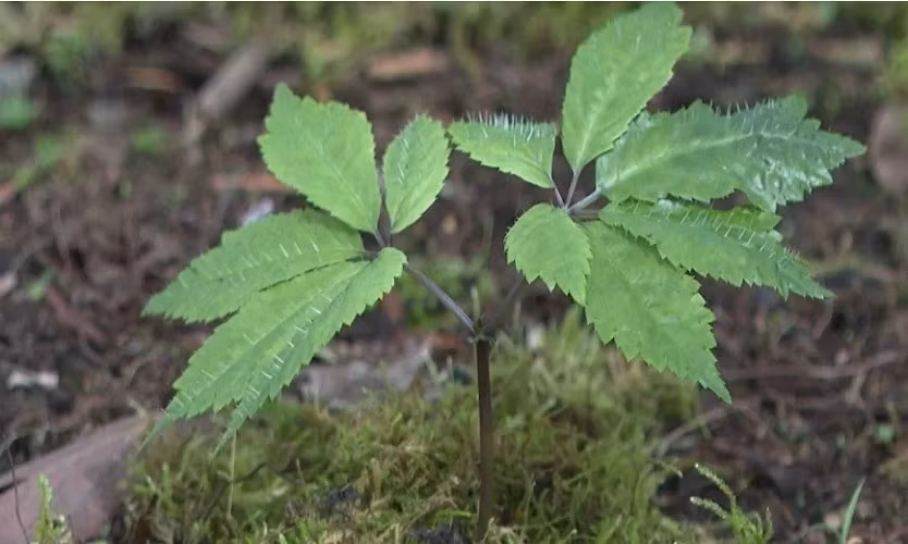 Sâm Lai Châu được coi là một đặc sản quý, có giá trị dinh dưỡng và dược liệu cao. Ảnh: Tạp chí công thương