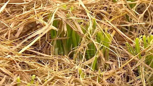 Cây hẹ gieo hạt một lần, chăm gốc tốt, có thể cắt bán suốt chục năm mới trồng lại. Ảnh: Dân Việt