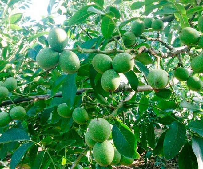 Óc chó phổ biến ở Trung Đông, châu Âu và Mỹ. Ở vùng núi Tây Bắc Việt Nam, đặc biệt là vùng núi Sa Pa, Lai Châu, Cao Bằng, óc chó mọc tự nhiên. Ảnh: Internet