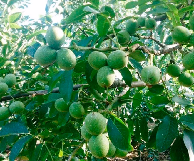 Óc chó phổ biến ở Trung Đông, châu Âu và Mỹ. Ở vùng núi Tây Bắc Việt Nam, đặc biệt là vùng núi Sa Pa, Lai Châu, Cao Bằng, óc chó mọc tự nhiên. Ảnh: Internet