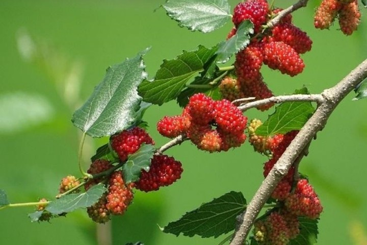 Ngoài yếu tố phong thủy, dâu tằm còn là loại cây thu hút nhiều côn trùng, dễ rụng lá, gây mất vệ sinh nếu trồng gần nhà, đặc biệt không phù hợp với không khí khởi đầu năm mới. Ảnh: Facebook