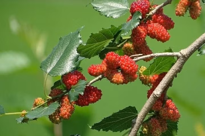 Ngoài yếu tố phong thủy, dâu tằm còn là loại cây thu hút nhiều côn trùng, dễ rụng lá, gây mất vệ sinh nếu trồng gần nhà, đặc biệt không phù hợp với không khí khởi đầu năm mới. Ảnh: Facebook