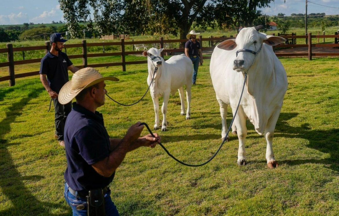 Nelore là giống bò đặc trưng bởi bộ lông trắng sáng, với một cái bướu lớn khác biệt trên vai. Ảnh: Getty