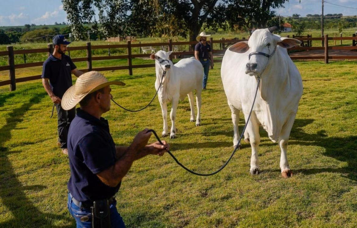 Nelore là giống bò đặc trưng bởi bộ lông trắng sáng, với một cái bướu lớn khác biệt trên vai. Ảnh: Getty