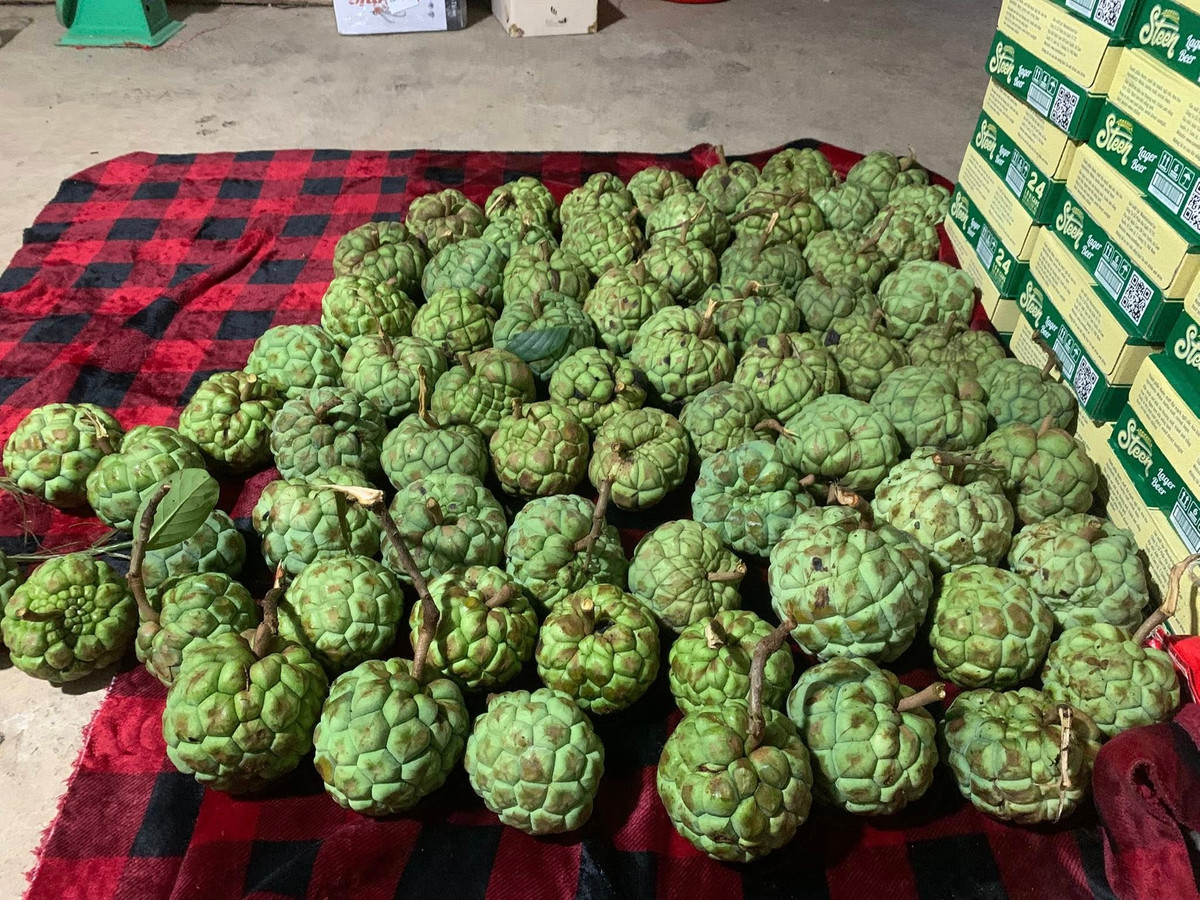 Trong khi đó tại Trung Quốc, na rừng được trồng rất phổ biến và có giá bán cao. Ảnh: Facebook