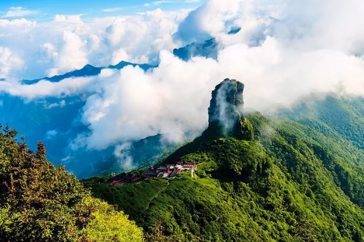 Chè cổ thụ Bạch Long được xem là bảo vật của Việt Nam. Những cây chè hàng nghìn năm tuổi mọc cheo leo trên dãy núi Hoàng Liên Sơn, ở độ cao từ 2.400 đến 2.700m. Ảnh: Người đưa tin