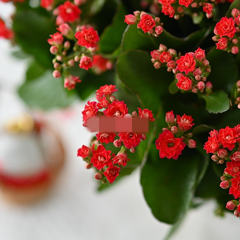 Về ý nghĩa phong thủy, sống đời đỏ đại diện cho sự may mắn lâu dài, tài lộc bền vững và cuộc sống đủ đầy. Ảnh: Dalat Hasfarm