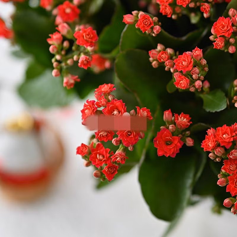 Về ý nghĩa phong thủy, sống đời đỏ đại diện cho sự may mắn lâu dài, tài lộc bền vững và cuộc sống đủ đầy. Ảnh: Dalat Hasfarm