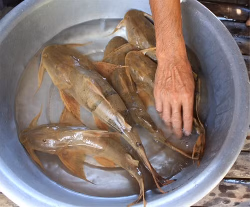 Cá ké có thân hình thon dài, màu vàng nâu, vảy nhỏ, thịt trắng chắc, ngọt và ít xương dăm. Ảnh minh họa