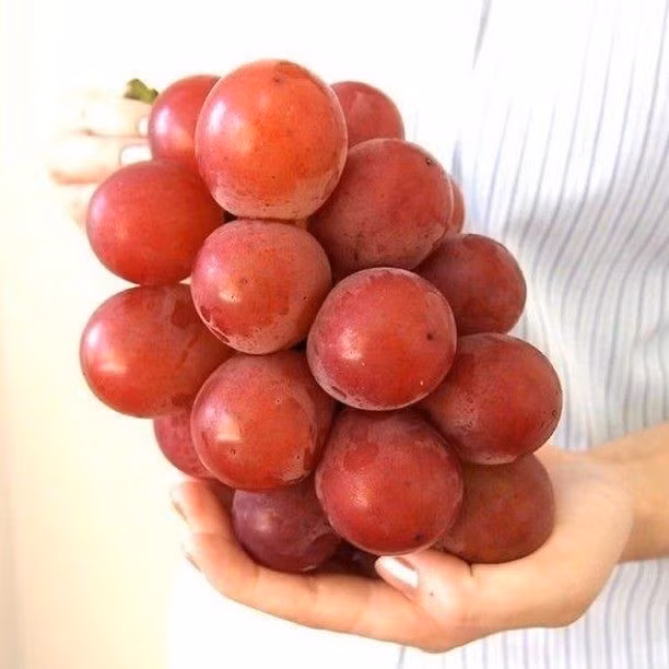 Mỗi quả nho Ruby Roman đạt chuẩn phải có trọng lượng tối thiểu 30g và đường kính 30mm. Ảnh: Whimsy