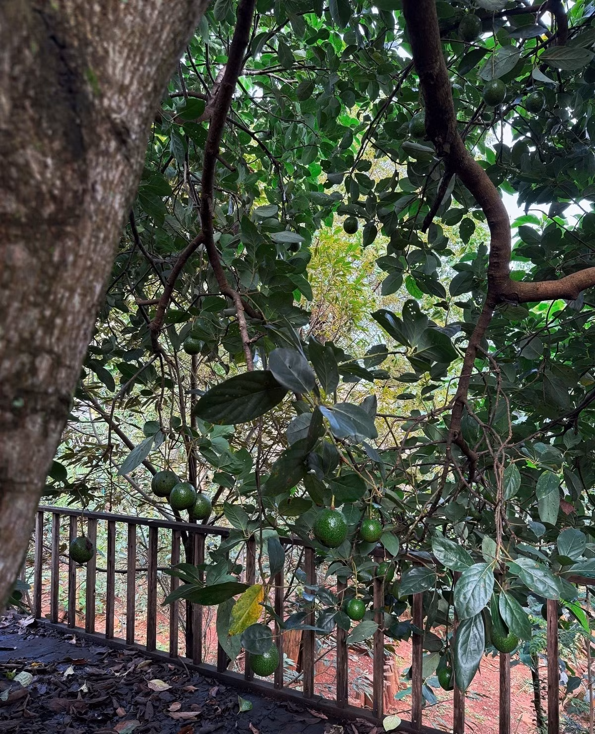 Trong vườn trồng nhiều cây bơ booth, đặc sản của Đắk Lắk. Ảnh: Ngoisao