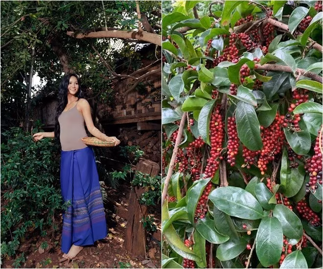 Mới đây, Hoa hậu H'Hen Niê thu hút sự chú ý của khán giả khi khoe thành quả trong vườn nhà. Đó là cây chòi mòi đang vào mùa sai trĩu quả. Ảnh: FBNV