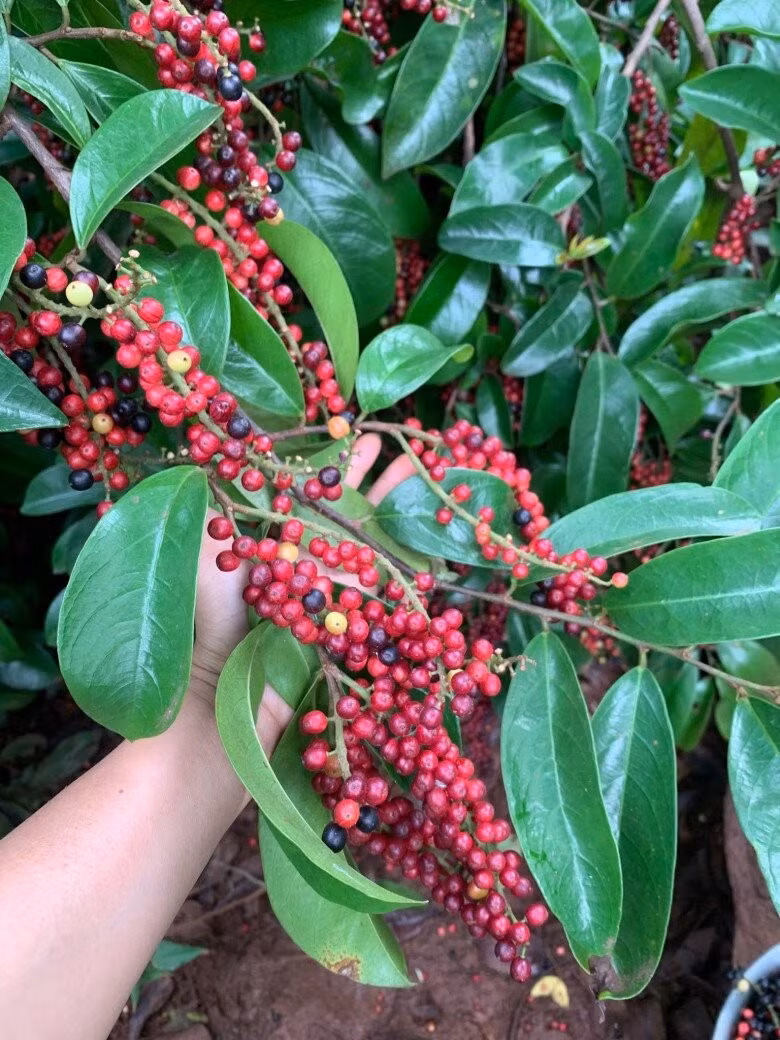 Trái mọc thành chùm dài, bám dọc theo nhánh lớn và cành con. Ảnh: FBNV