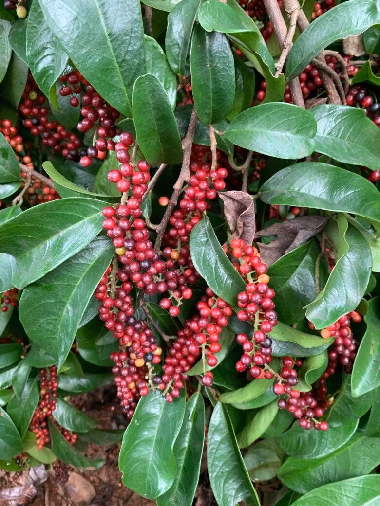 Từng chùm trái chòi mòi đỏ mọng chen kín giữa tán lá xanh bóng. Ảnh: FBNV