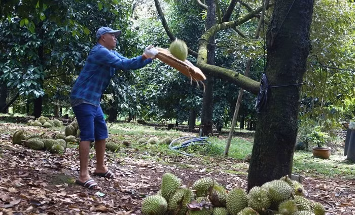 Khi trái sầu riêng chuẩn bị được cắt, người phía dưới phải thủ thế với đồ hứng sầu riêng là chiếc bao bố hoặc giỏ nhựa đan, sẵn sàng hứng trái rơi đúng hướng, đúng lực. Ảnh: Vietnamnet