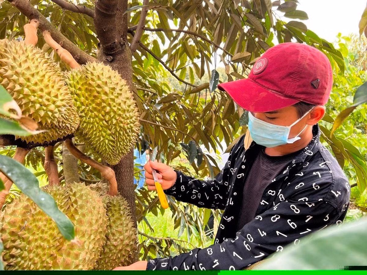 Mỗi cây sầu riêng có từ hàng chục đến cả trăm trái song chỉ những trái già tới độ, ruột chín vừa tầm mới được hái. Ảnh: Báo Lâm Đồng