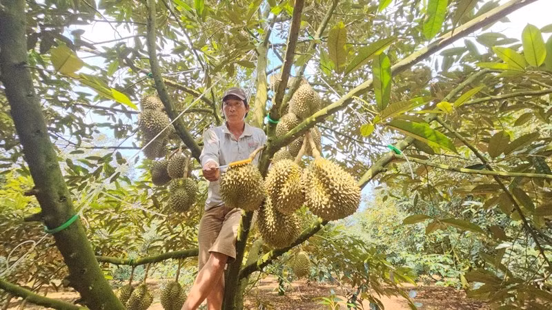 Thu nhập cao song nghề gõ - hái sầu riêng cũng rất gian nan, đôi khi công việc kết thúc cũng là lúc đồng hồ điểm 3h sáng. Ảnh: Người đưa tin