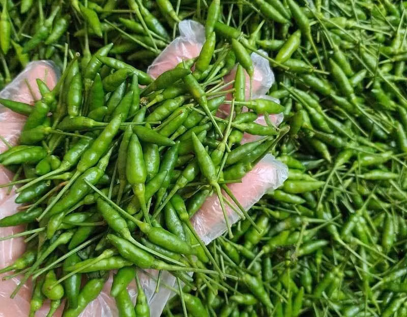 Theo người dân địa phương, thời điểm lý tưởng nhất để thu hoạch ớt gió là khi ớt còn xanh. Lúc này, ớt giòn, cay nhẹ và thơm nhất. Ảnh: Facebook