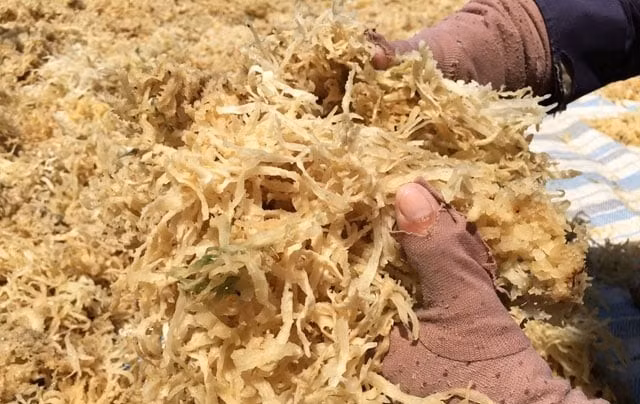 Trung bình, mỗi ngày người khai thác được 0,2 - 2 kg rau câu chân vịt. Ngày nào may mắn, người dân có thể kiếm cả triệu đồng. Ảnh: Dân Việt