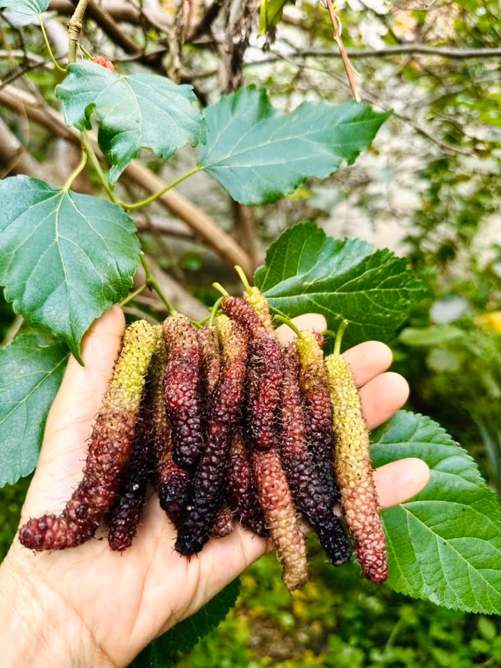 Dâu Đài Loan ngọt như mật ong. Ảnh: FB Hoàng Thị Mỹ Lệ