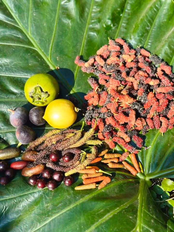 Dâu tằm, sung Mỹ, chanh ngón tay, nho thân gỗ, hồng socola. Ảnh: FB Hoàng Thị Mỹ Lệ