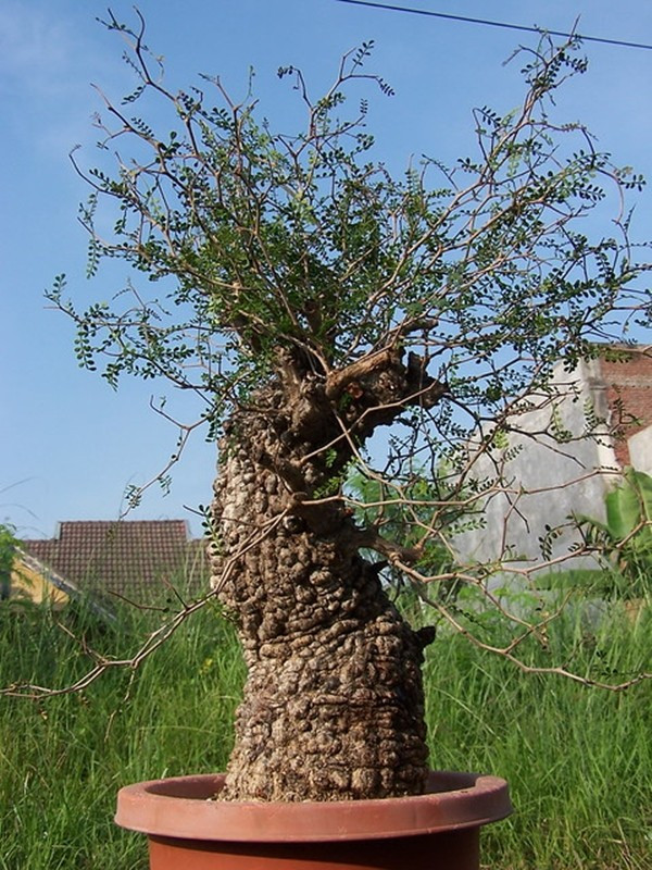 Theo người bán, dòng cây này sinh trưởng chậm, khó chăm sóc và đòi hỏi kỹ thuật cao nên nguồn cung hạn chế. Ảnh: Flickr