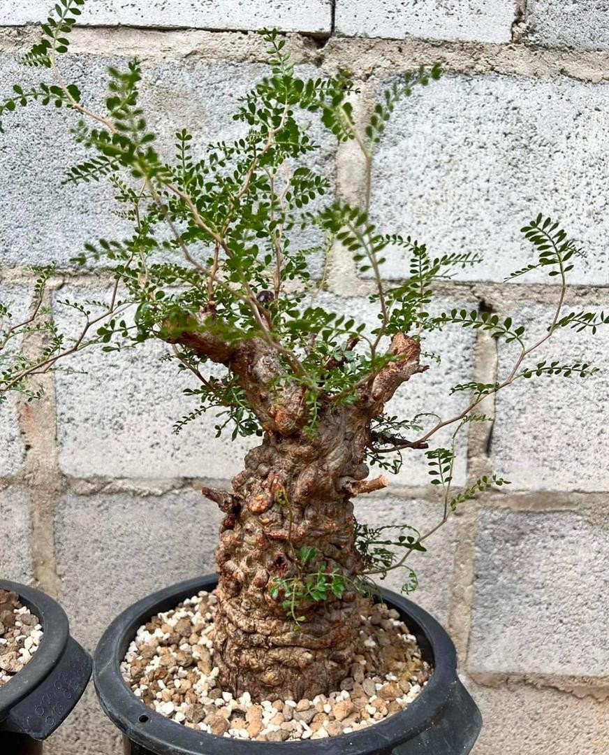 Sự “xù xì” này trở thành giá trị thẩm mỹ cốt lõi của cây. Ảnh: Caudex Farm