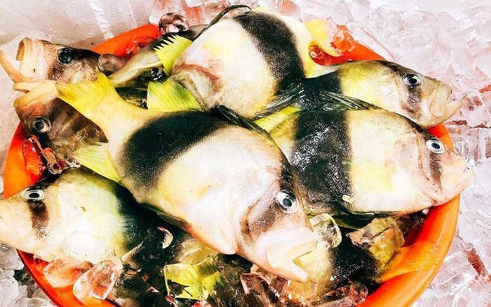 Cá sơn gà là một trong những loài cá biển hiếm tại Việt Nam, được ví đẹp như cá cảnh nhưng có chất lượng thịt thơm ngon. Ảnh: Saostar