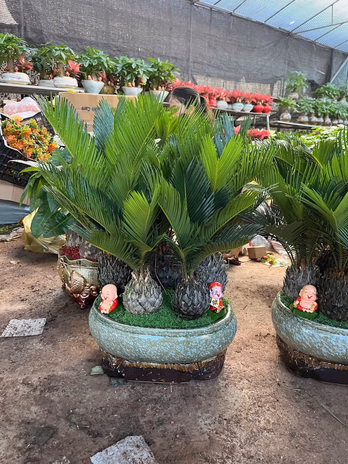 Vạn tuế mini tạo dáng bonsai trên non bộ lạ mắt và độc đáo thu hút sự quan tâm của nhiều khách hàng dịp Tết. Ảnh: Facebook