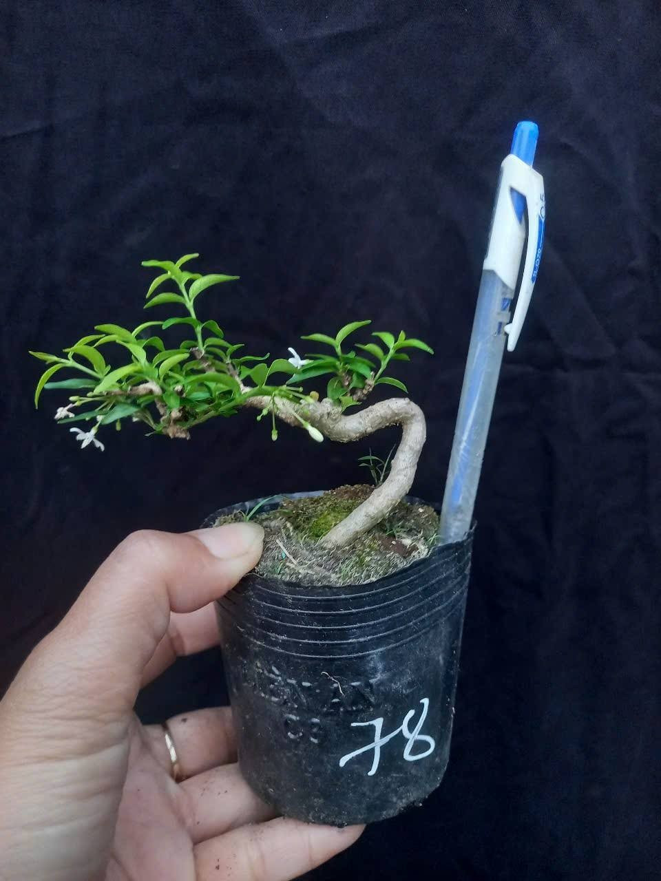 Những chậu mai chiếu thủy mini để bàn giá từ vài trăm nghìn đồng trở lên. Ảnh: Facebook