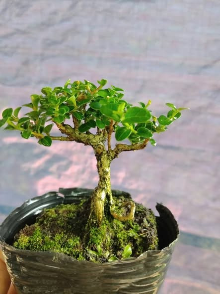 Sam hương tượng trưng cho sự kiên cường, tài lộc bền vững và may mắn cho gia chủ trong năm mới. Ảnh: FB Quang Phong Gardan