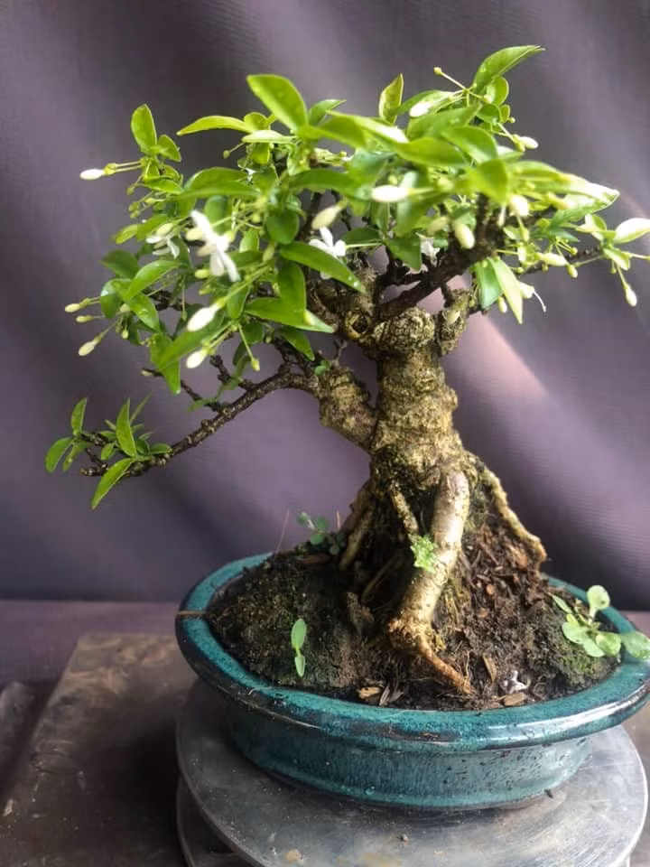 Mai chiếu thủy mini gây ấn tượng bởi tán lá xanh mướt, hoa trắng nhỏ xinh và hương thơm dịu nhẹ. Ảnh: Facebook