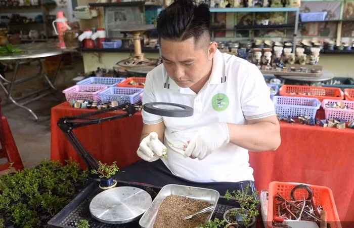 Để có được một chậu sam hương mini phục vụ thị trường Tết, người thợ phải mất từ 3 - 5 năm ròng rã cắt tỉa và uốn nắn. Ảnh: Dân Việt