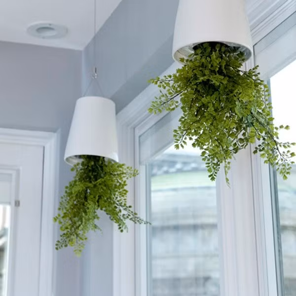 Nhiều gia đình thích treo chậu cây hoặc đặt cây trên kệ cao sát trần để tiết kiệm diện tích. Tuy nhiên, nếu không cố định chắc chắn, chậu cây có thể rơi xuống, gây nguy hiểm cho người bên dưới. Ảnh: Internet