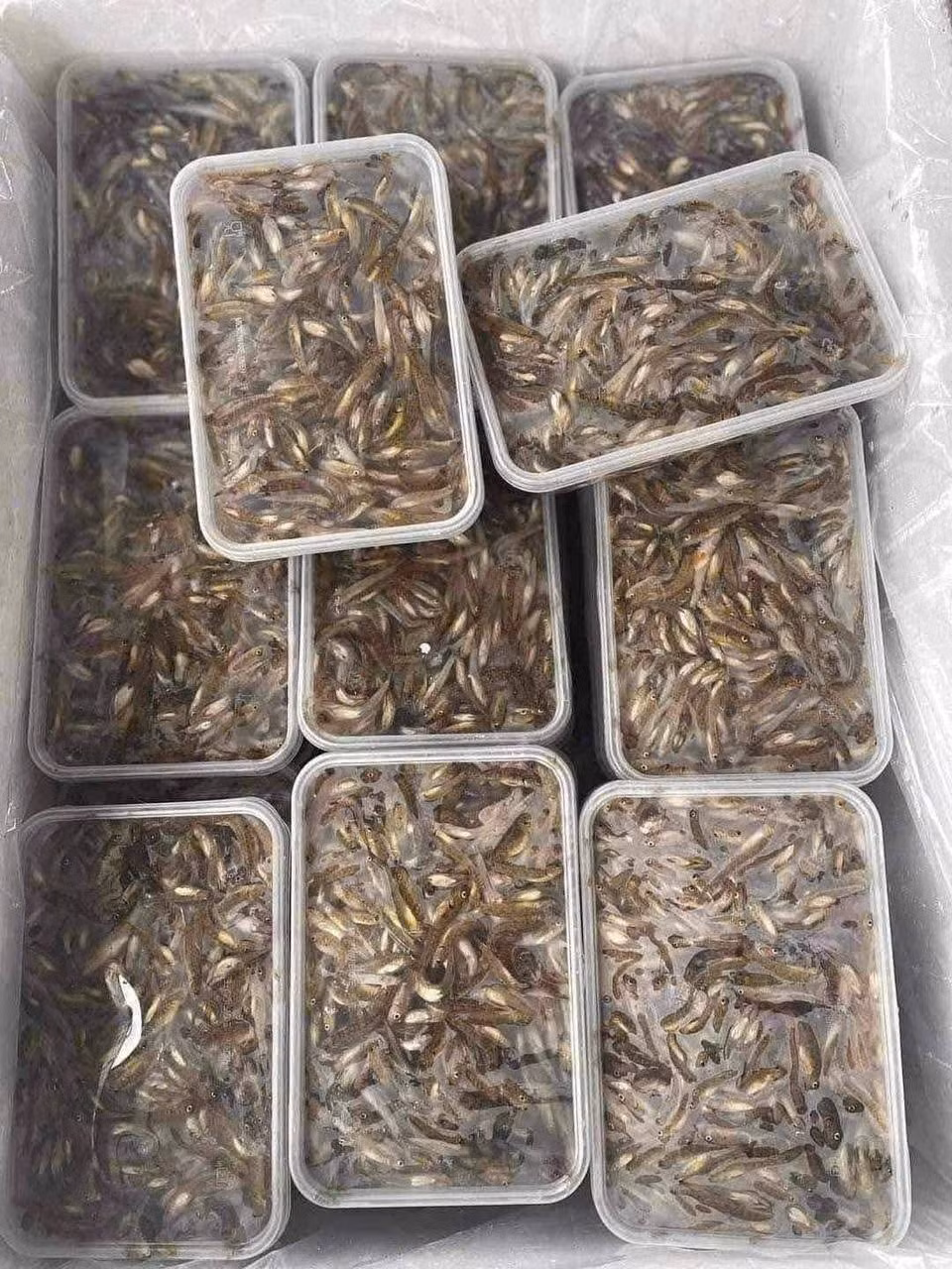 Ngoài ra, còn có cá bống kho nghệ, cá bống kho gừng, cá bống kho riềng, cá bống kho tương, cá bống chiên lá lốt, cá bống chiên tỏi ớt. Ảnh: Facebook