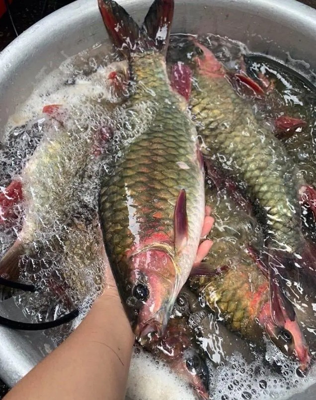 Cá bỗng có đặc điểm mình thon, vây đỏ, phần lưng màu xanh rêu. Ảnh: Internet