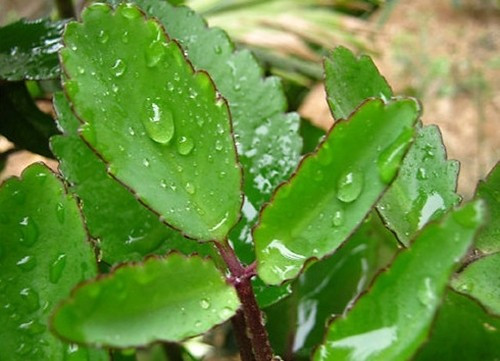 Mép lá trường sinh có khả năng sinh sản, chỉ cần một mẩu nhỏ chạm đất là mọc rễ, nảy mầm thành cây mới. Ảnh: Facebook