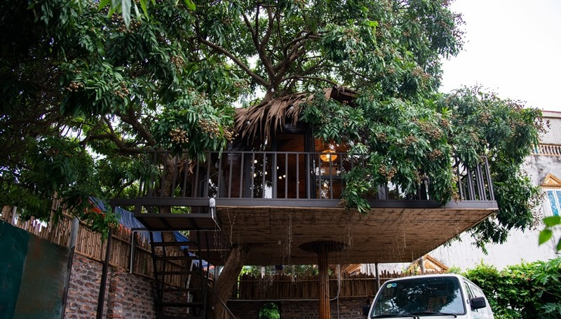 Ngôi nhà rộng 22 m2, cách mặt đất 2,8 m và nằm gọn dưới tán cây nhãn. Ảnh: Dân Việt