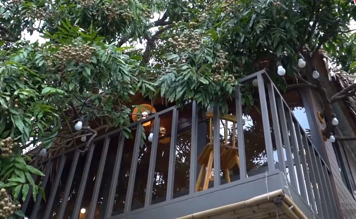 Trên mảnh đất 300 m2 ở ngoại thành Hà Nội, anh Tú tận dụng cây nhãn gần 50 tuổi có sẵn để làm nhà trên cây. Ảnh: Vietnamnet