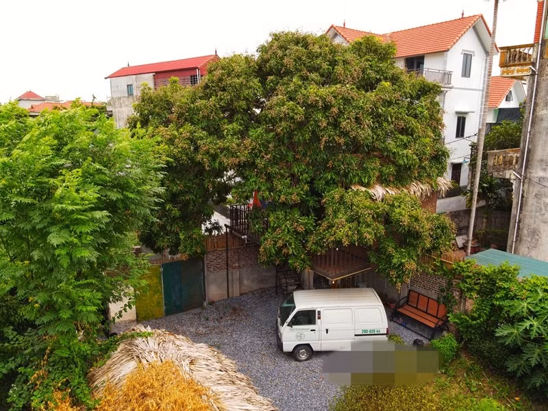 Từ nhỏ, anh Lê Ngọc Tú (sinh năm 1983) - một kỹ sư công nghệ vật liệu, luôn mong muốn được sống trong ngôi nhà trên cây. Năm 2020, do ảnh hưởng của dịch COVID-19, có nhiều thời gian nghỉ ngơi ở nhà, anh Tú bàn bạc với vợ về ý tưởng xây dựng ngôi nhà trong mơ. Ảnh: Dân Việt