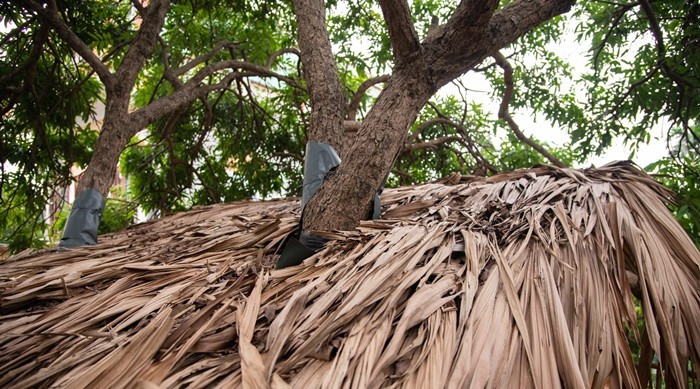 Lớp lá cọ bên trên mái nhà, giúp tránh mưa gió đồng thời giúp căn nhà hài hòa với thiên nhiên hơn. Ảnh: Dân Việt