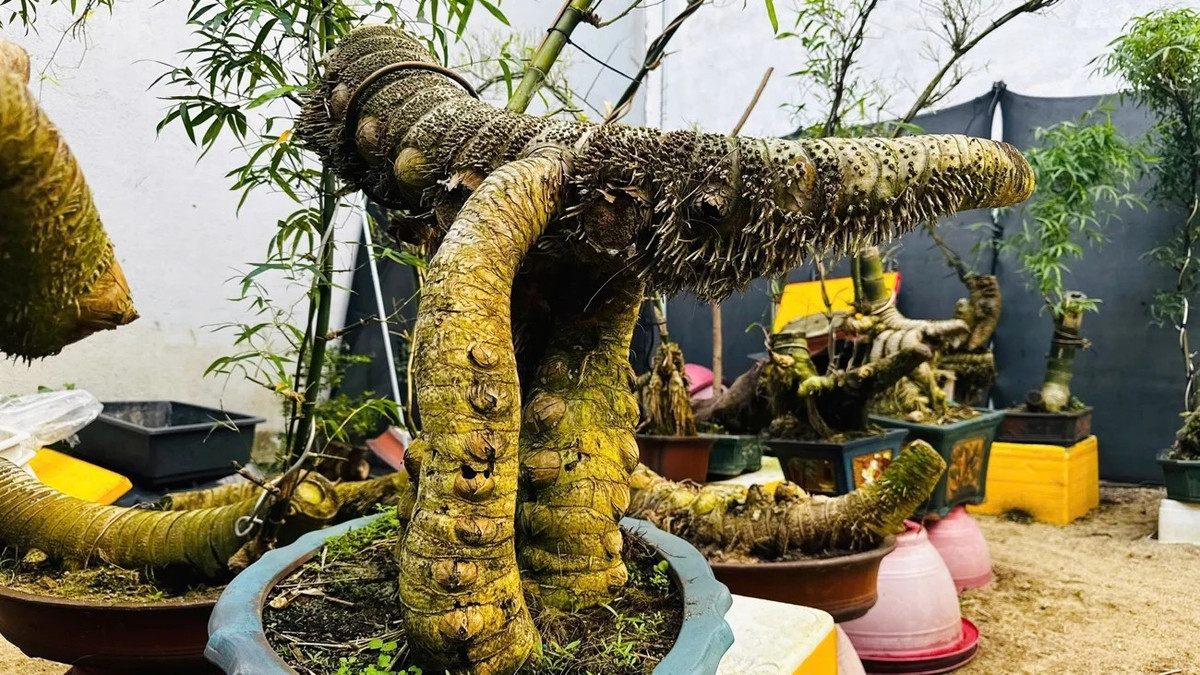 Những củ tre này được anh đặt mua từ thợ khai thác chuyên nghiệp, giá dao động 300.000 – 500.000 đồng/củ. Ảnh: Dân Việt