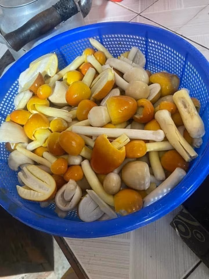 Nhờ mùi vị thơm, ngon, và chỉ xuất hiện theo mùa nên nấm trứng gà được lùng mua dù giá cao. Ảnh: Facebook