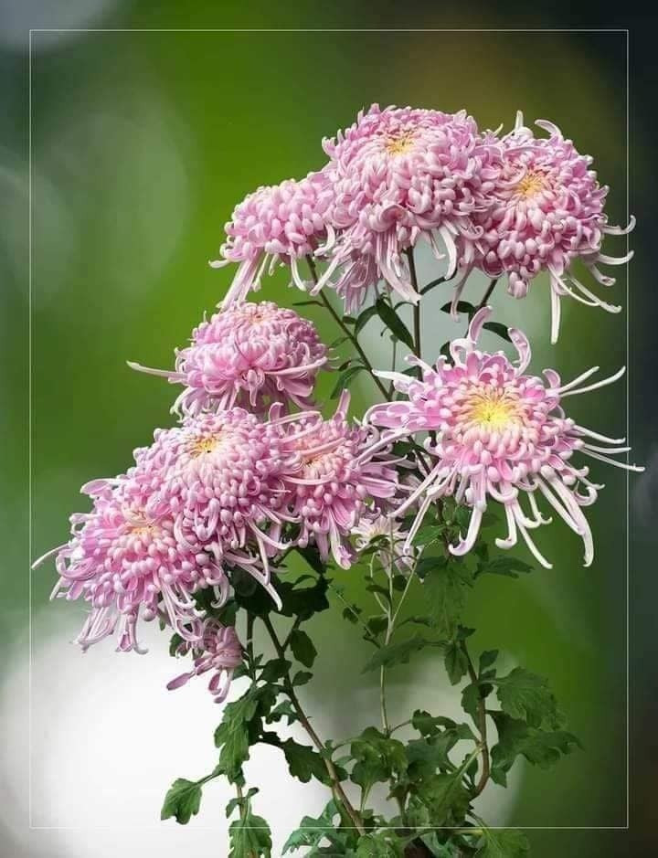 Hồng tú kiều khá bền, thời gian hoa nở đẹp có thể kéo dài gần một tháng, ít rụng cánh. Về phong thủy, loài hoa này tượng trưng cho phúc lộc, sự trường thọ và nguồn năng lượng tích cực. Ảnh: Trucvufarm