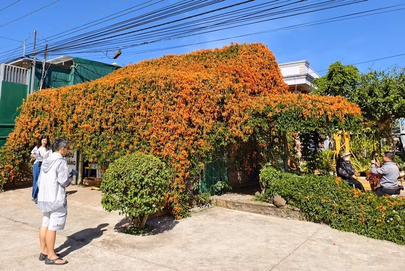 Hoa chùm ớt tạo nên một lớp “ngói xanh” khổng lồ, che chở cho ngôi nhà gỗ mộc mạc bên dưới. Ảnh: Người lao động