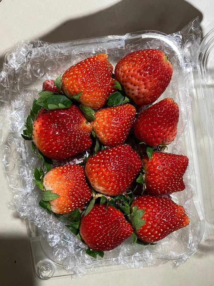 Các tiểu thương cho biết, do mới đầu mùa nên dâu tây Mộc Châu có mức giá khá cao, dao động từ 100.000 – 250.000 đồng/hộp 0,5kg, tùy kích thước quả. Ảnh: Facebook