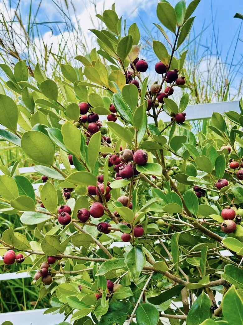 Trái ổi có vị chua ngọt, ruột mềm. Ảnh: FB Bùi Đại Nghĩa