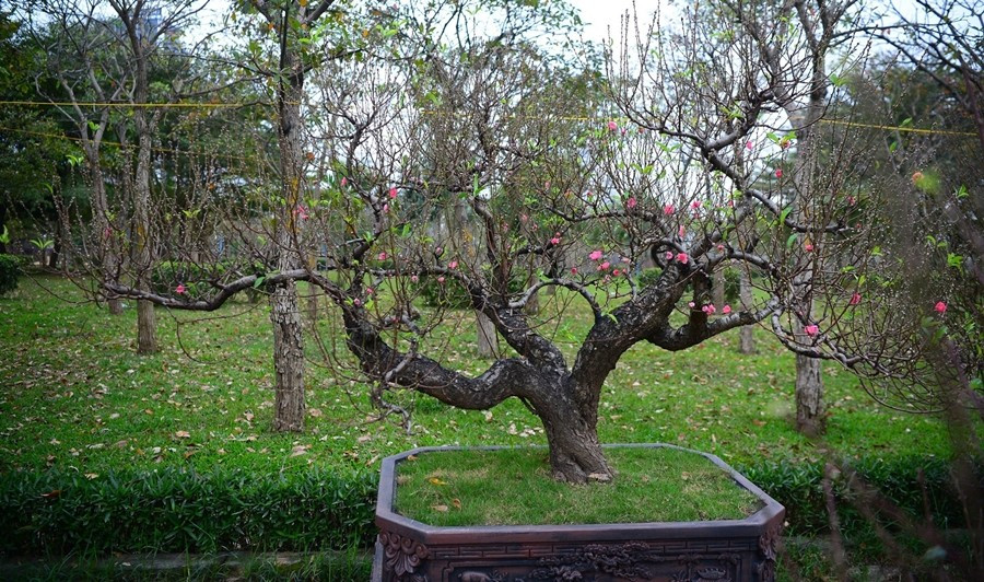 Gần một tháng nữa là đến Tết Nguyên đán Bính Ngọ 2026, những gốc đào cổ thụ từ các tỉnh Tây Bắc đã được bày bán tại Hà Nội. Ảnh: Daibieunhandan