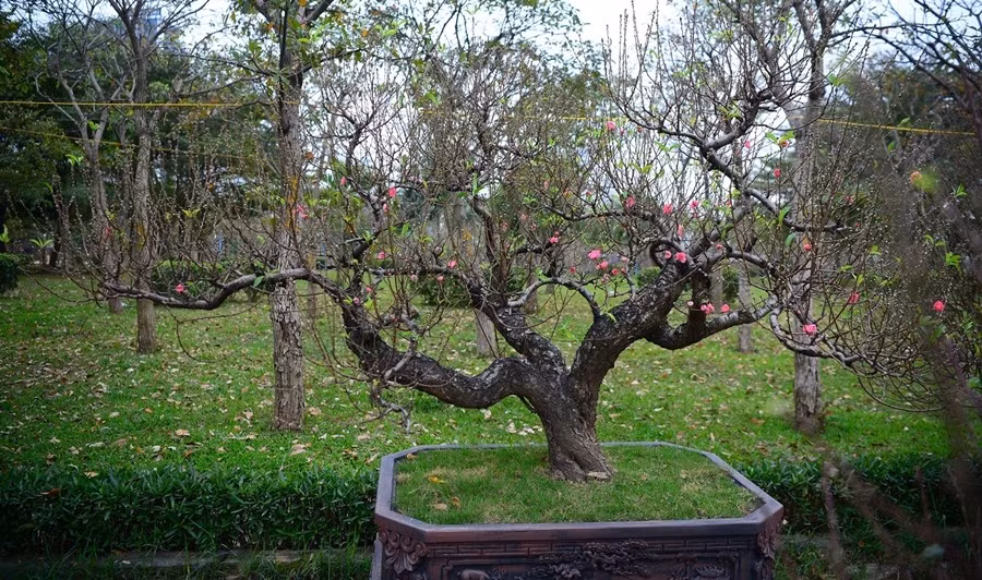 Gần một tháng nữa là đến Tết Nguyên đán Bính Ngọ 2026, những gốc đào cổ thụ từ các tỉnh Tây Bắc đã được bày bán tại Hà Nội. Ảnh: Daibieunhandan